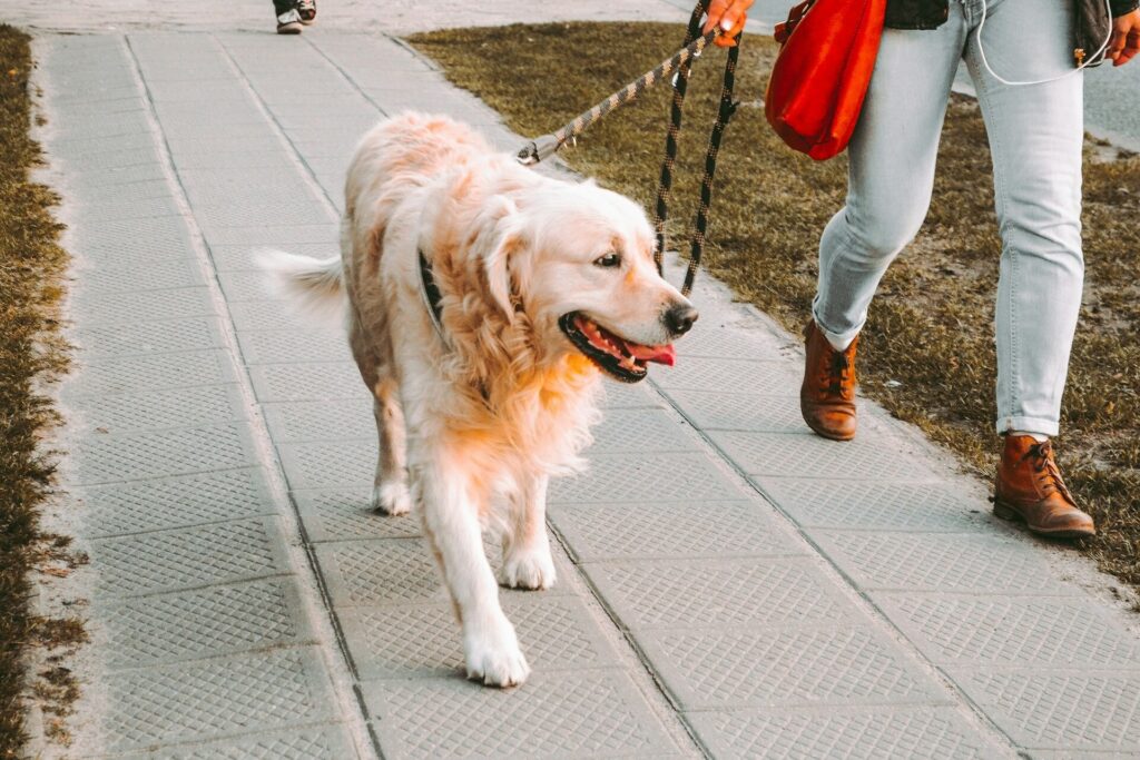 dog on a leash walking