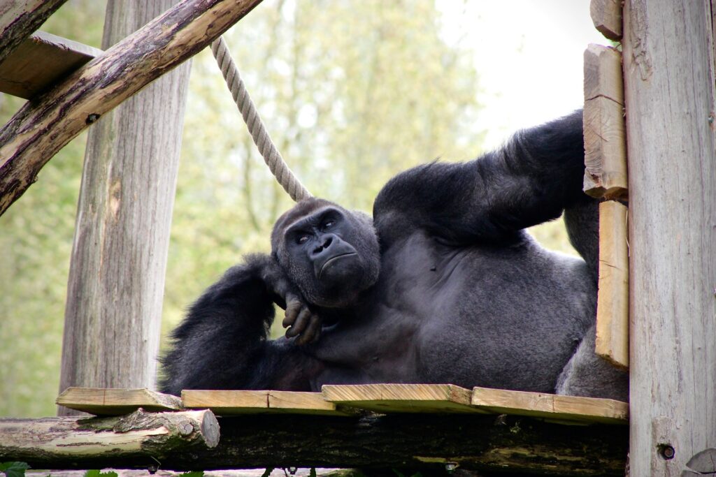 are gorillas endangered