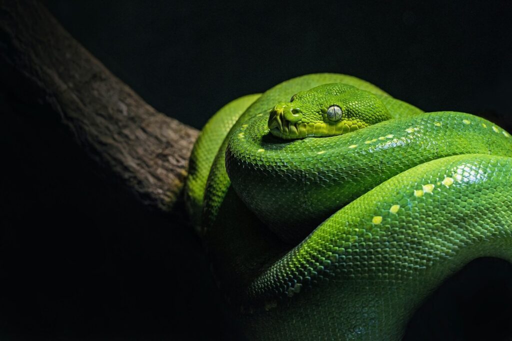 Green tree python sitting on a branch