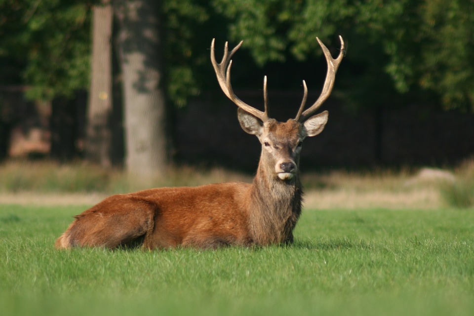 Deer in a field