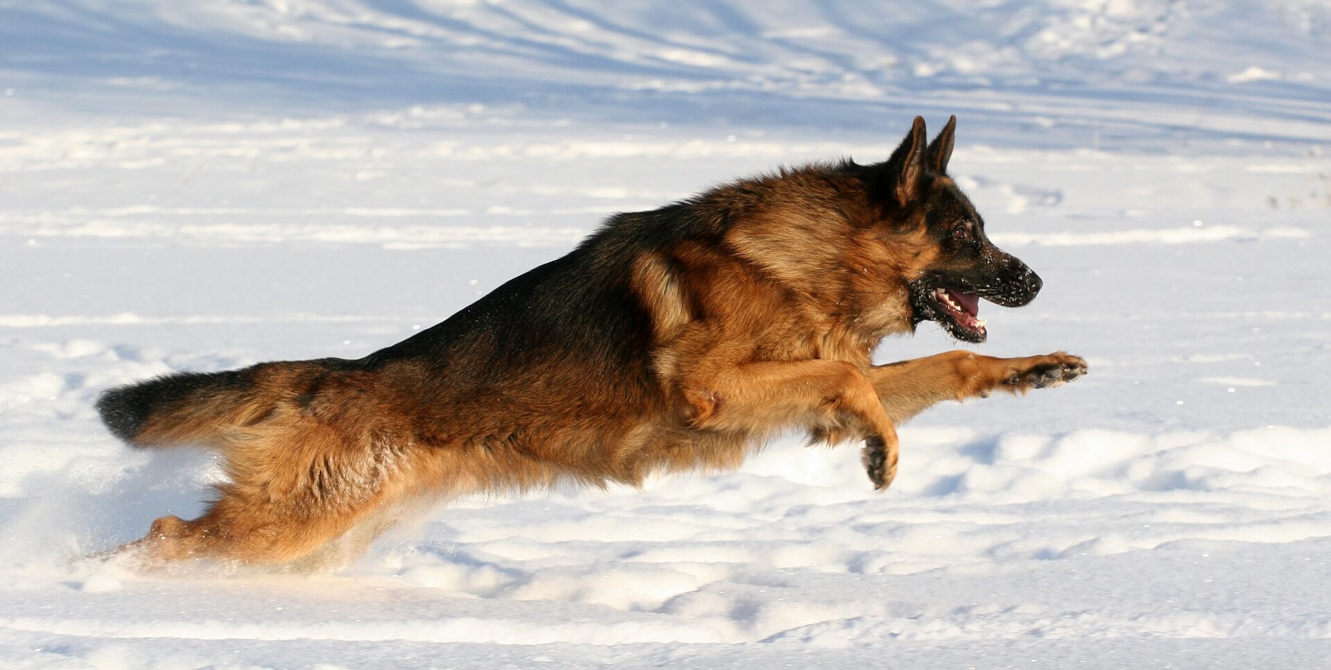 German Shephard in the snow.