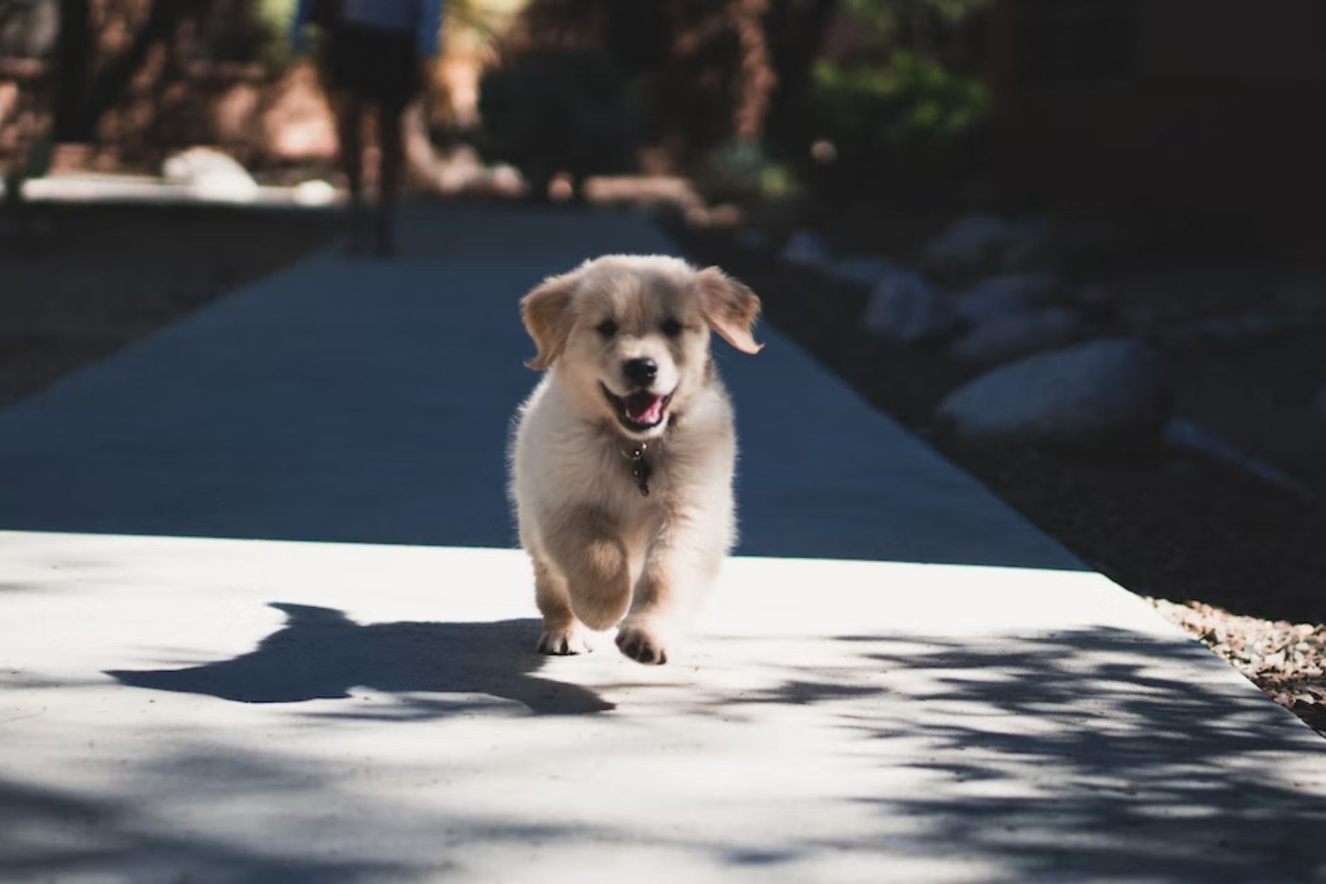 Puppy on sidewalk.