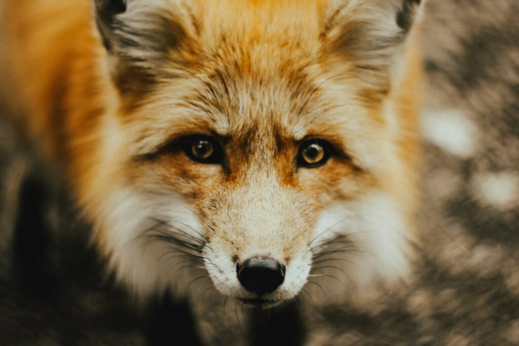 A close-up on the face of a red fox with the edges blurred.