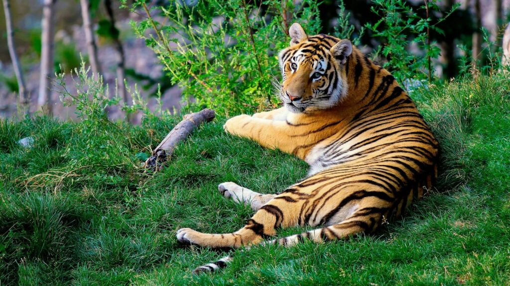 A big tiger sits on the edge of a grassy hill just before some trees.