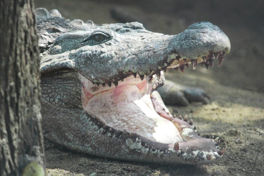 A gray alligator poses with his mouth open in the dirt next to a tree trunk.