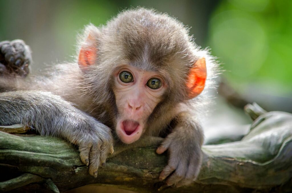 A baby monkey clings to a tree branch, staring into the camera with his mouth open in shock.