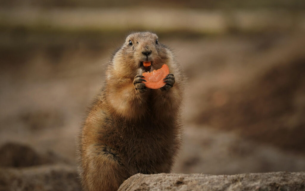 A prairie dog sits with his mouth full of a carrot slice in his hands. The background is brown dirt and rocks.