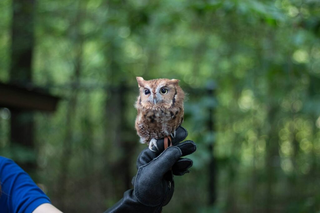 A person wearing a blue shirt and black gloves lets a baby owl sit on their gloved hand. The owl squints in sleepy confusion.