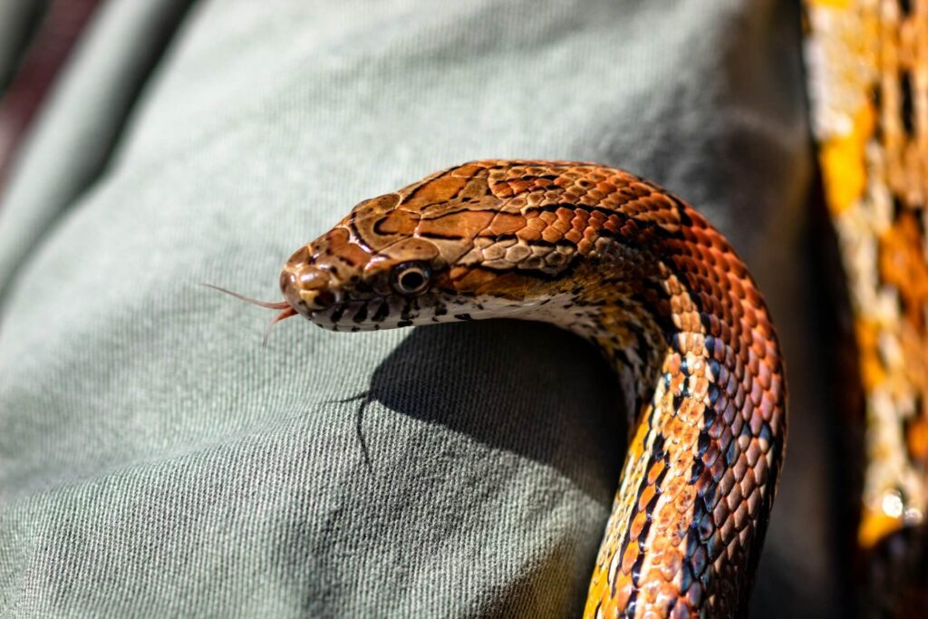 Orange and brown corn snake on a person's leg