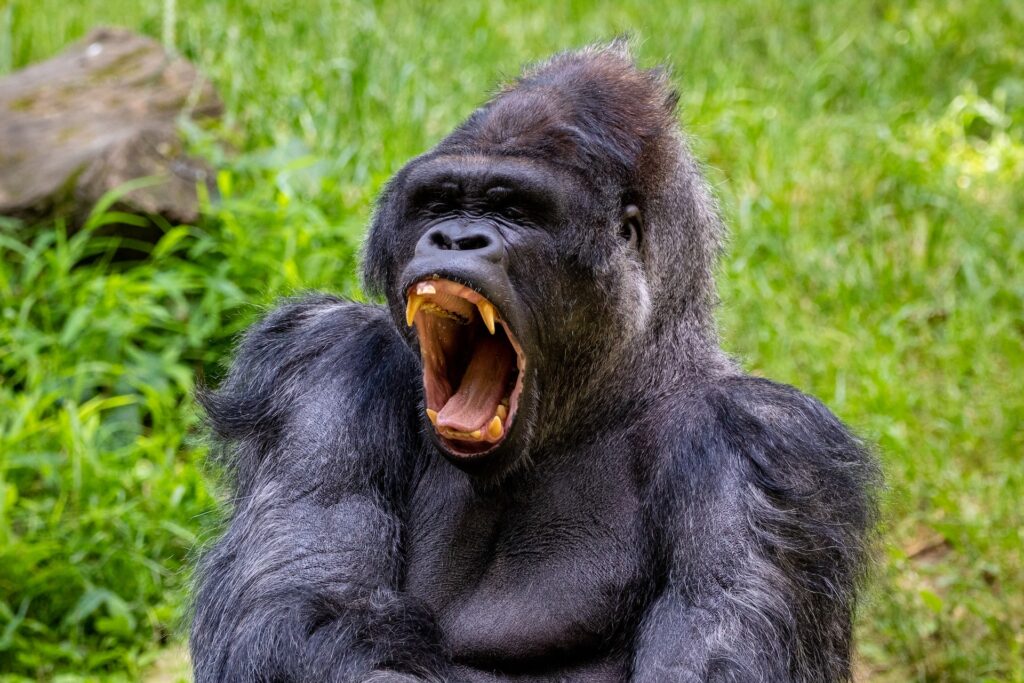 Silverback gorilla yawning at the zoo in Memphis, Tennessee