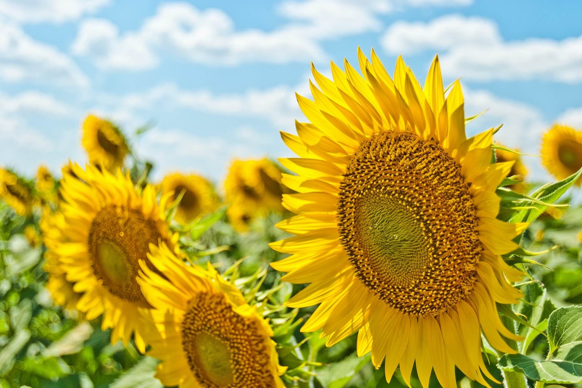 Sunflowers.