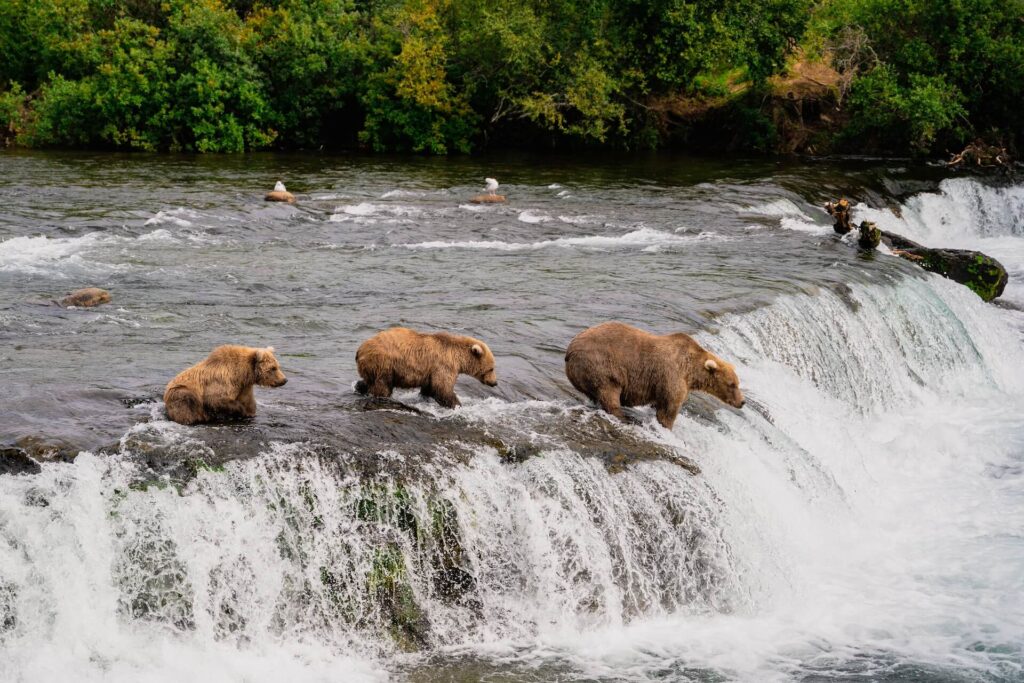 A mother bear teaches her cubs how to retrieve salmon from a stream